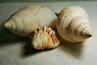 Sanders Foundation sea shells