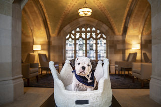 Olde English Bulldog sitting in a crown-shaped dog bed in a cathedral-like room